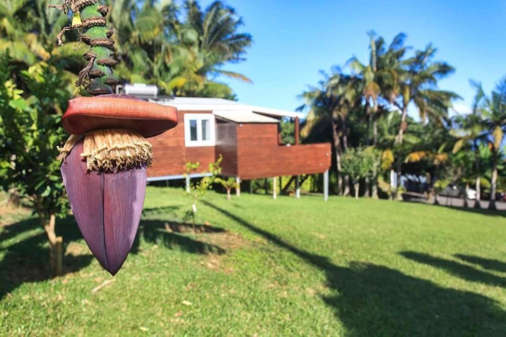 L'Escapade Creole Jacuzzi Privatif Bungalow Ananas Сен-Жозеф Екстериор снимка